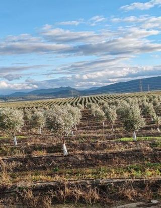 #Fincas en Olivar superintensivo Andalucía.#