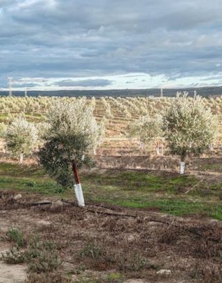 #Fincas en Olivar superintensivo Andalucía.#