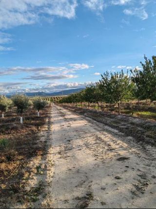 #Fincas en Olivar superintensivo Andalucía.#