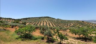 #Fincas en Olivar superintensivo Andalucía.#