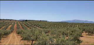 #Fincas en Olivar superintensivo Andalucía.#