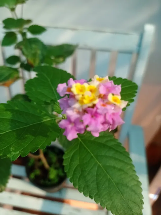 Planta Lantana 
