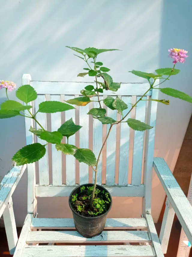 Planta Lantana 