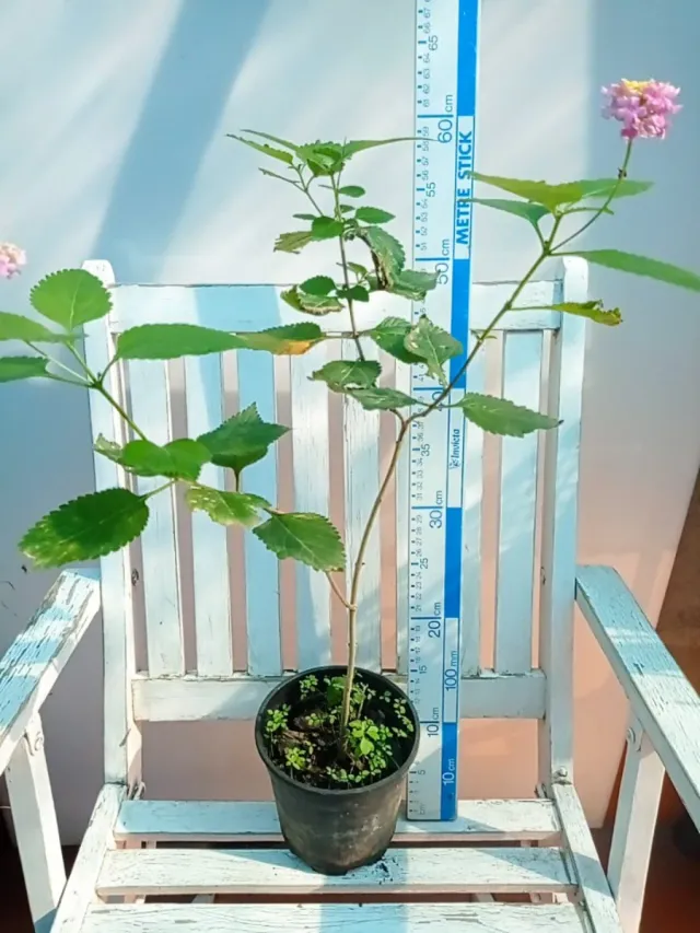 Planta Lantana 