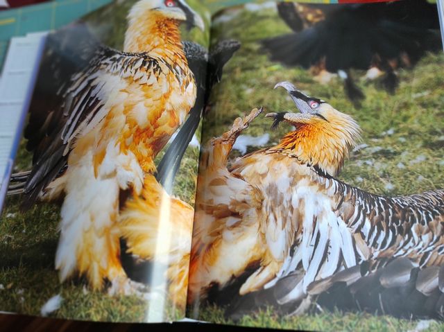 LIBRO WILD NATURALEZA SALVAJE DE EUROPA