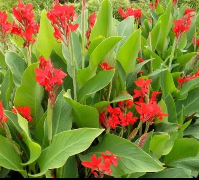 Canna Indica roja , amarilla, rosa.