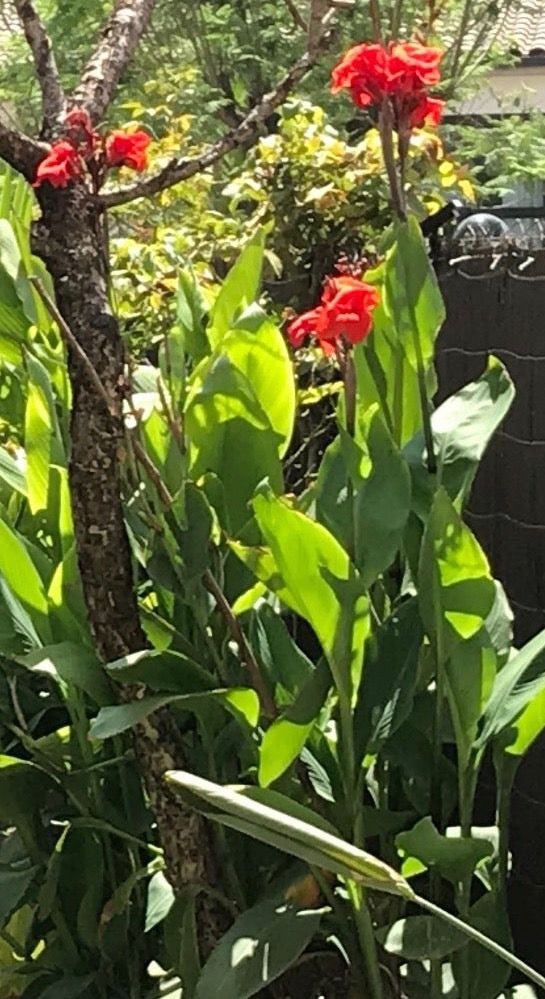 Canna Indica roja , amarilla, rosa.