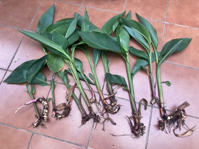 Canna Indica roja , amarilla, rosa.