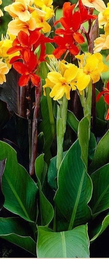 Canna Indica roja , amarilla, rosa.