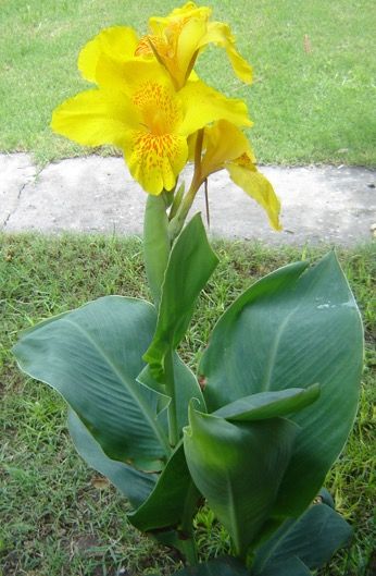 Canna Indica roja , amarilla, rosa.