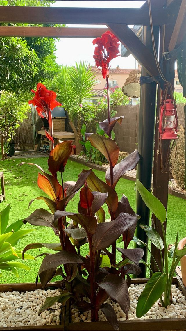 Canna Indica roja , amarilla, rosa.