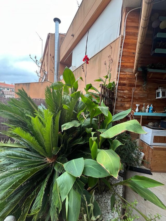 Canna Indica roja , amarilla, rosa.