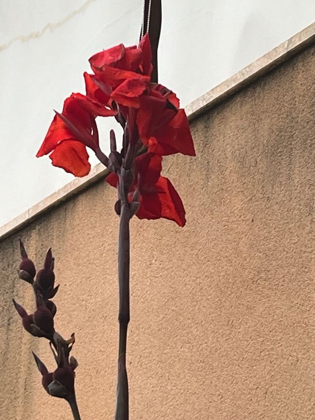 Canna Indica roja , amarilla, rosa.