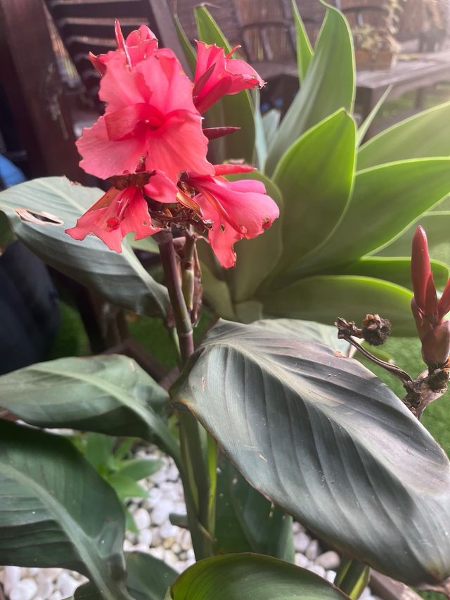 Canna Indica roja , amarilla, rosa.