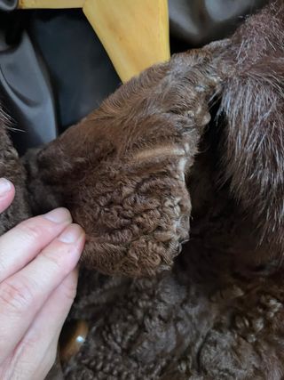 precioso abrigo de garras de astracan, auténtico.