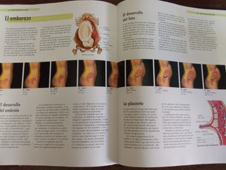 El cuerpo humano. Órganos. Sistemas. Funciones