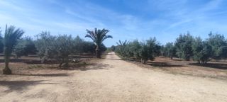 Esplendida finca de olivar a riego con casa y pisc