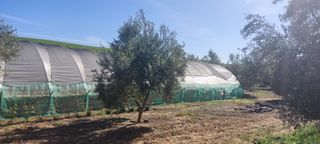 Esplendida finca de olivar a riego con casa y pisc