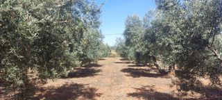 Esplendida finca de olivar a riego con casa y pisc