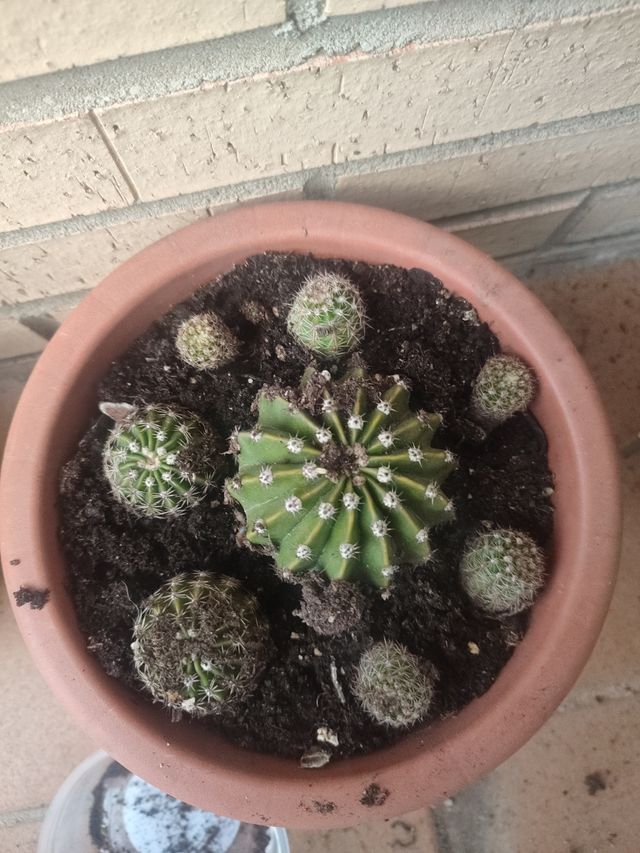 Cactus