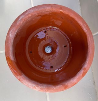 Motozo Masterpiece, bonsai, Japón