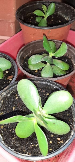 Planta de Jade
