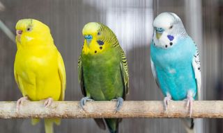 Canguro cuidadora mascotas pequeñas y perros