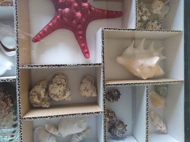 Caja de colección invertebrados marinos