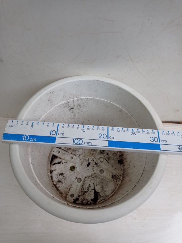 Maceta resina blanca y plato