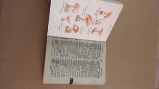 Diccionario español 1978