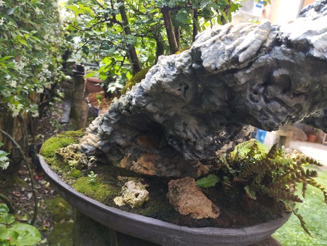 struttura per penjing bonsai