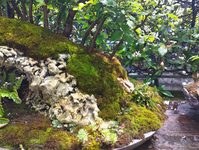 struttura per penjing bonsai