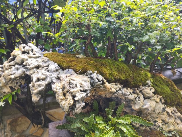 struttura per penjing bonsai