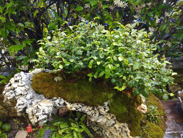 struttura per penjing bonsai