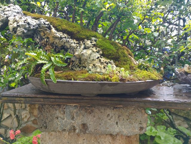 struttura per penjing bonsai