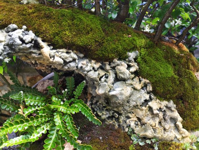 struttura per penjing bonsai