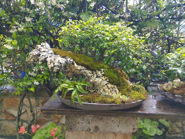 struttura per penjing bonsai