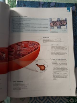Libro Biología 2 Bachillerato Edelvives