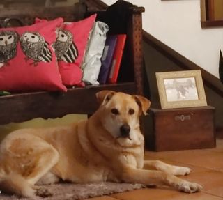 Cuidadora canina con 20a de experiencia