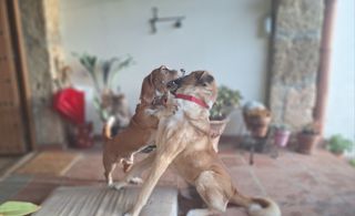 Cuidadora canina con 20a de experiencia