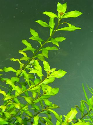 Ludwigia repens (planta acuario agua dulce)