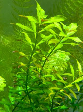 Ludwigia repens (planta acuario agua dulce)