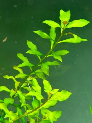 Ludwigia repens (planta acuario agua dulce)