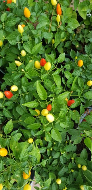 Piante di peperoncino lunghi e i colorati