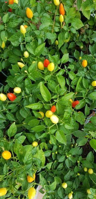 Piante di peperoncino lunghi e i colorati