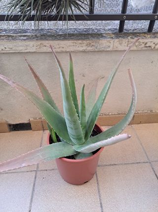 planta de aloe vera
