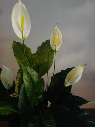 Ideal para tu rinconcito favorito