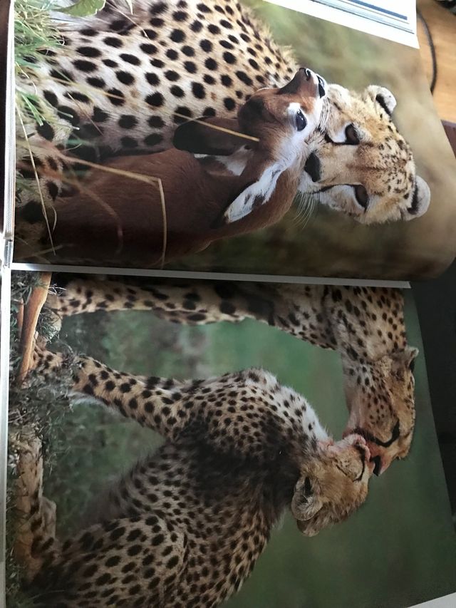 El Arca Salvaje_ Christine y Michael Denis_Huot