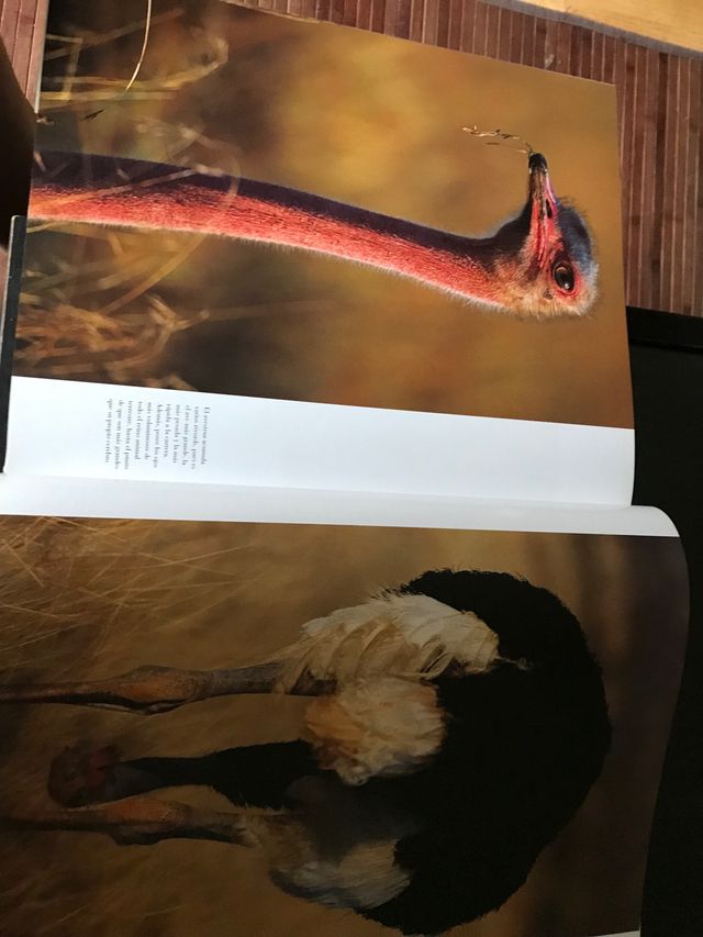 El Arca Salvaje_ Christine y Michael Denis_Huot