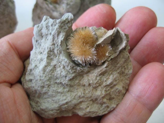 Minerales raros. En cajas 5x5 cm.